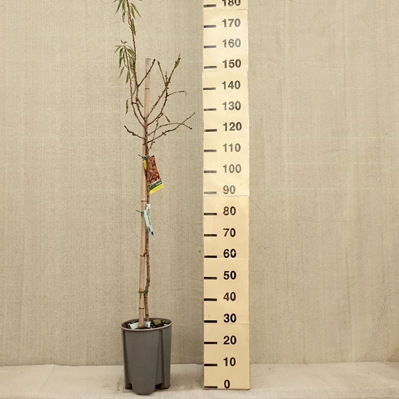 Common Almond Tree - Prunus dulcis 7.5L/10L pot, Half standard sample as delivered in autumn