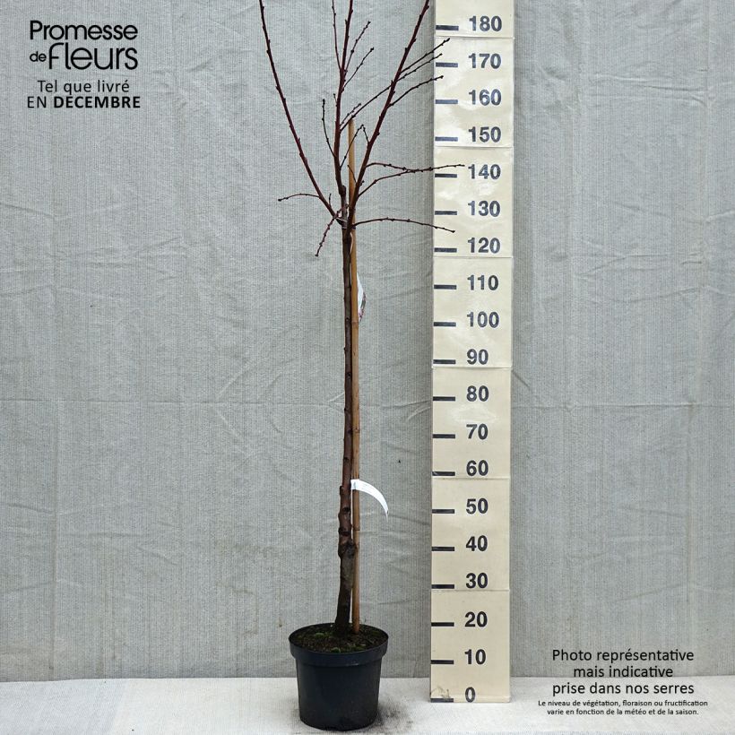 Common Almond Tree - Prunus dulcis 7.5L/10L pot, Half standard sample as delivered in winter