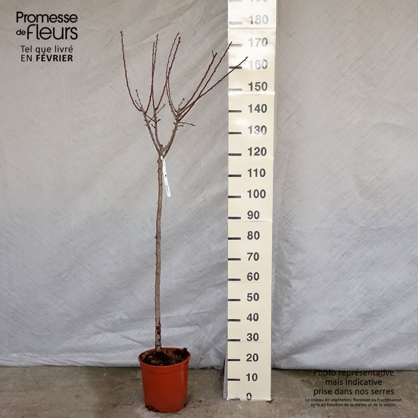Ferragnes Almond Tree 7.5L/10L pot, Goblet sample as delivered in winter