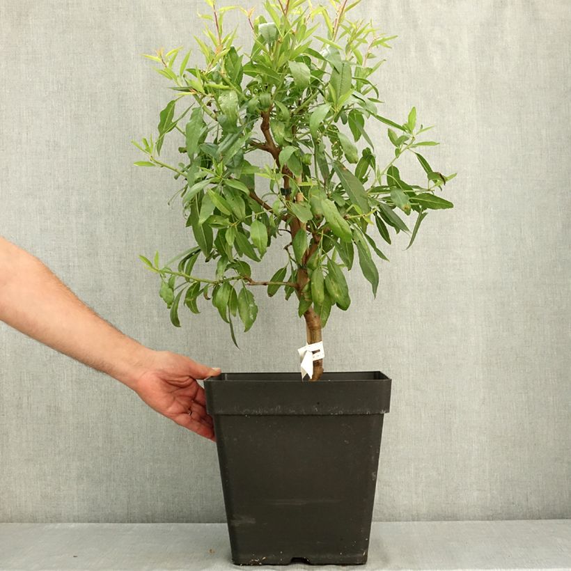Prunus dulcis Fruit me Almond me 7.5L/10L pot, Dwarf sample as delivered in summer