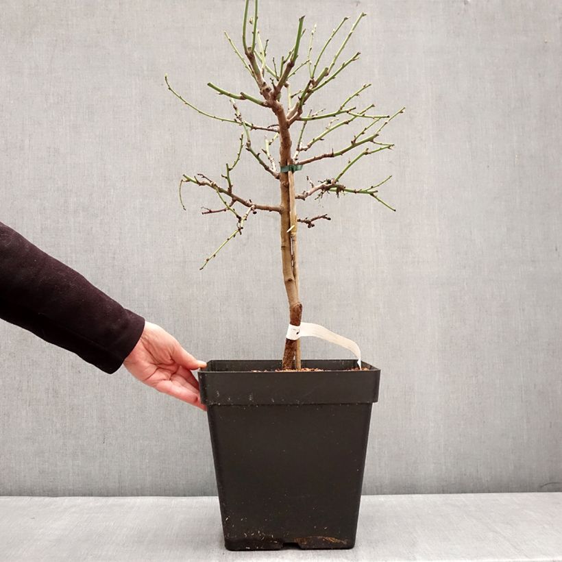 Prunus dulcis Fruit me Almond me 7.5L/10L pot, Dwarf sample as delivered in winter