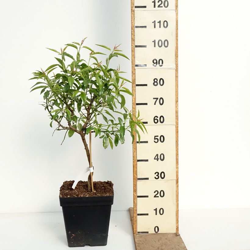 Prunus dulcis Fruit me Almond me 7.5L/10L pot, Dwarf sample as delivered in spring
