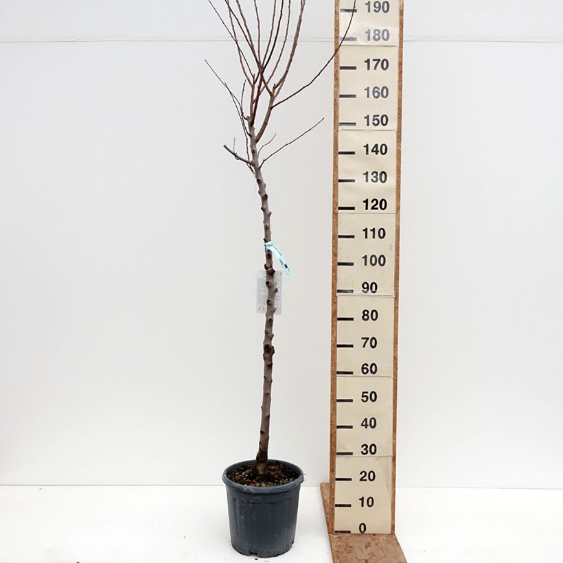 Prunus dulcis Supernova - Almond Tree 7.5L/10L pot, Half standard sample as delivered in winter