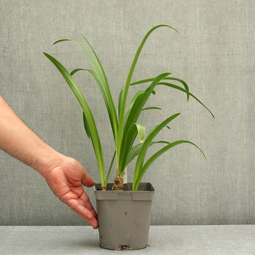 Amarine Belladiva Anastasia - Belladonna Lily 2L/3L pot size 12/14 sample as delivered in spring