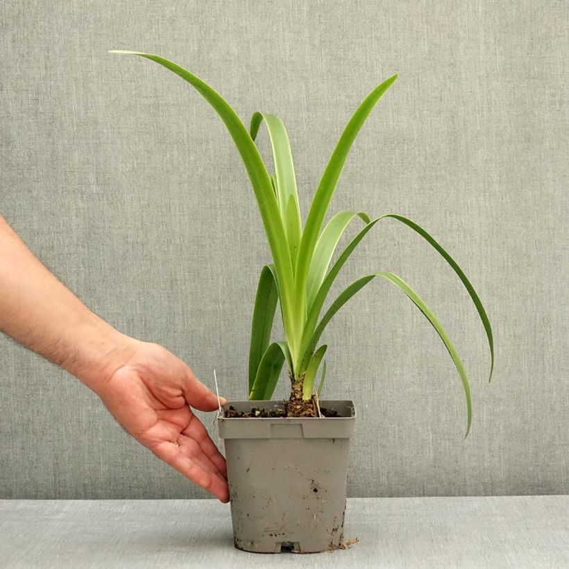 Amarine Belladiva Emmanuelle - Amarine x thunbergii 2L/3L pot size 12/14 sample as delivered in spring