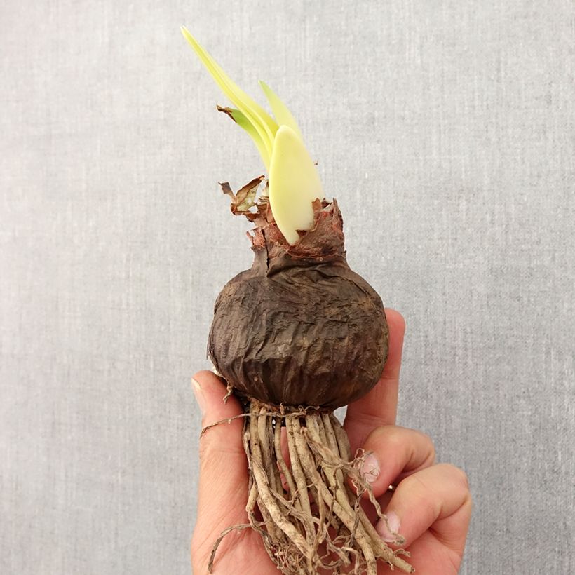 Hippeastrum 'Double Dragon' - Amarylis Bulb size 24+ sample as delivered in spring