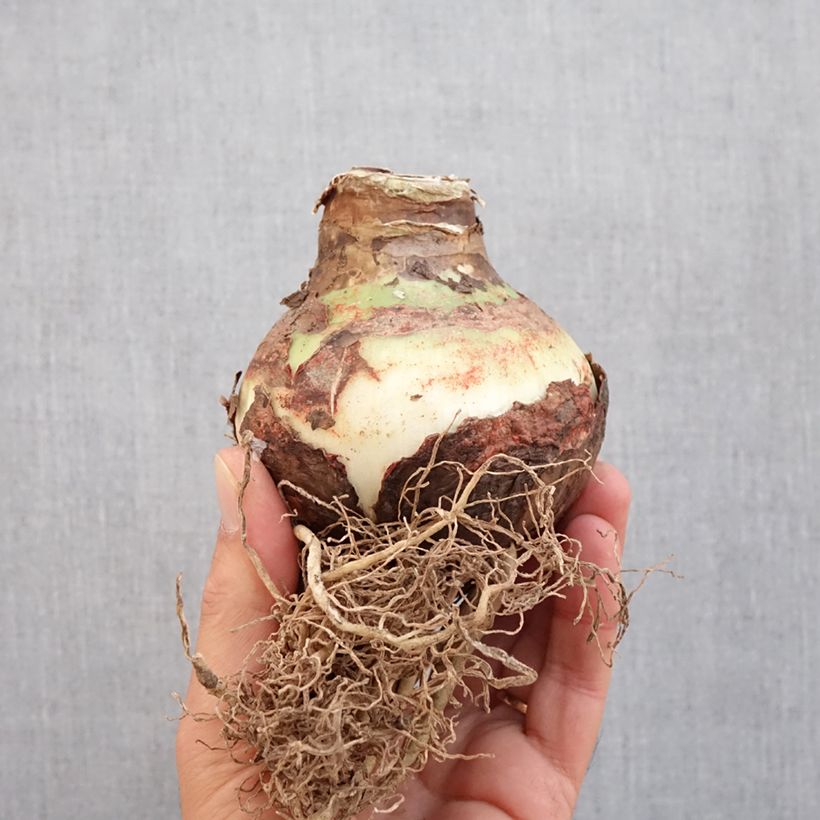 Hippeastrum Double King - Amaryllis Bulb size 24/26 sample as delivered in autumn