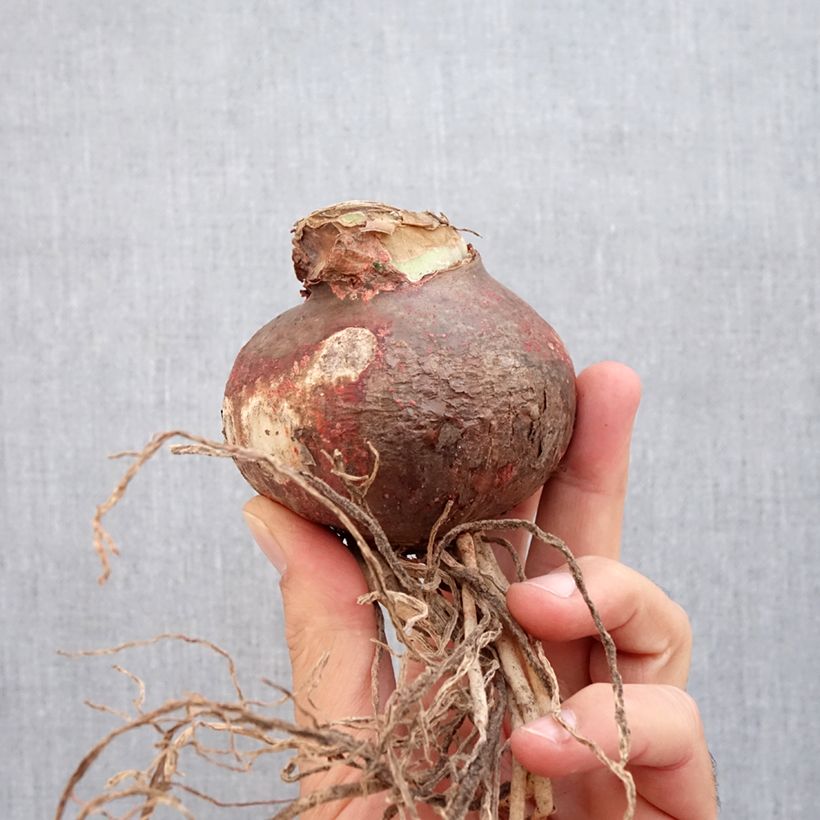 Hippeastrum Marilyn - Amaryllis Bulb size 24/26 sample as delivered in autumn