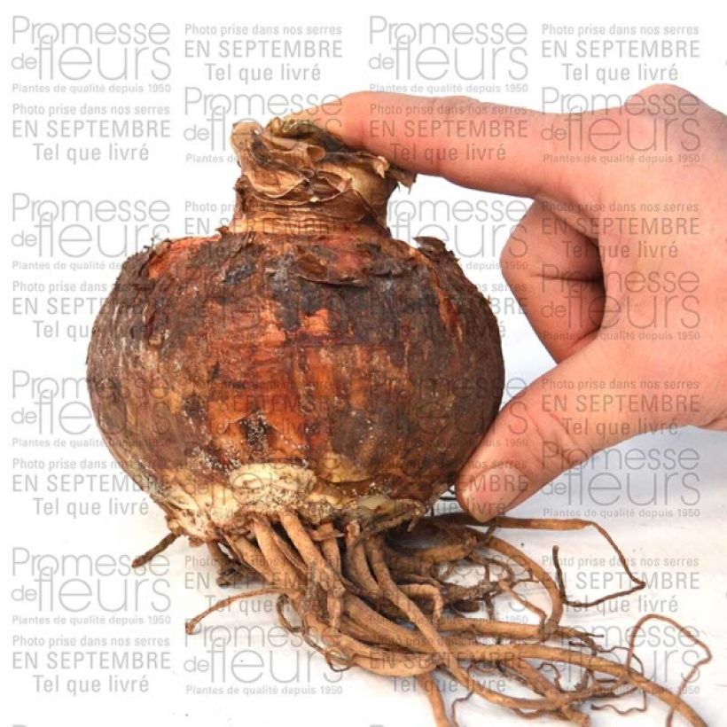 Example of Amaryllis double Pasadena* Bulbe calibre 30/32 specimen as delivered