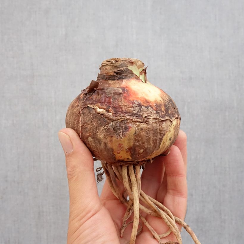 Hippeastrum Pink Surprise - Amaryllis Bulb size 20+ sample as delivered in autumn