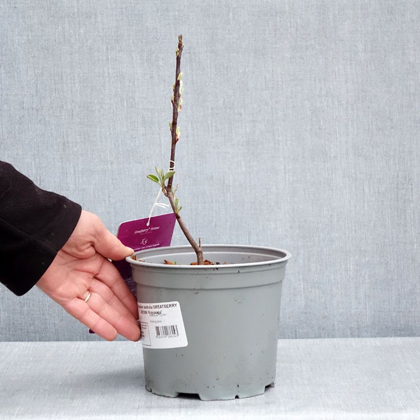 Amelanchier alnifolia GreatBerry Aroma - Saskatoon 3L/4L pot sample as delivered in spring