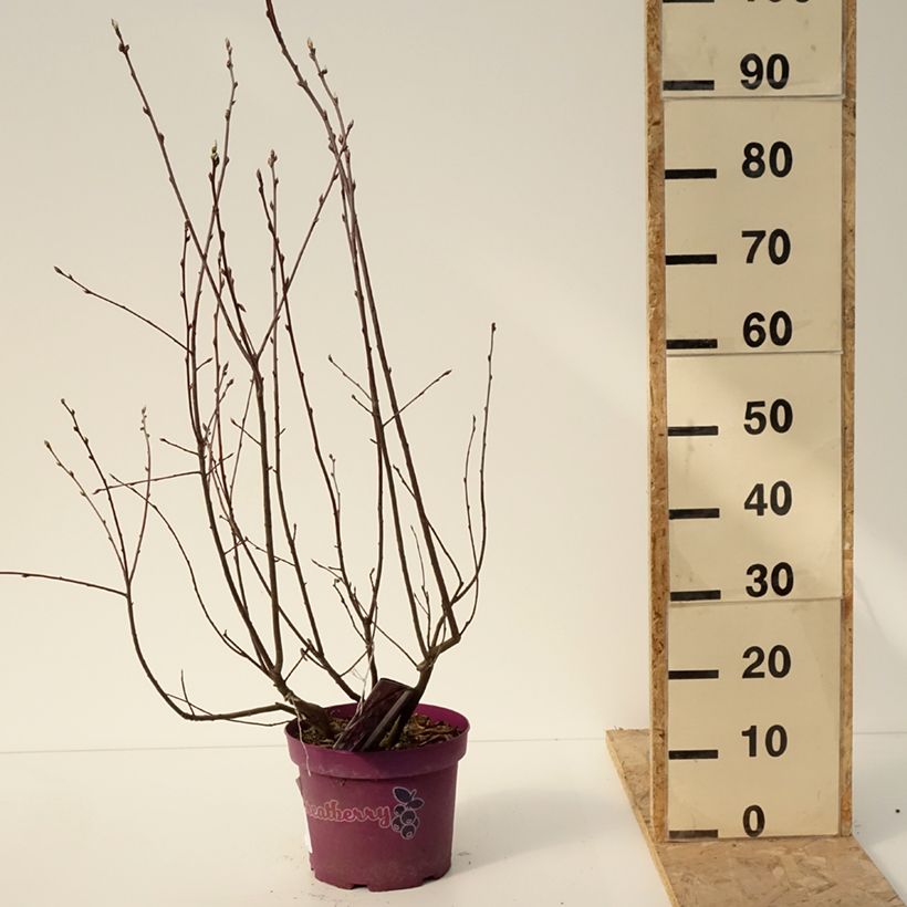 Amelanchier alnifolia GreatBerry Fruity - Saskatoon 4L/5L pot sample as delivered in winter