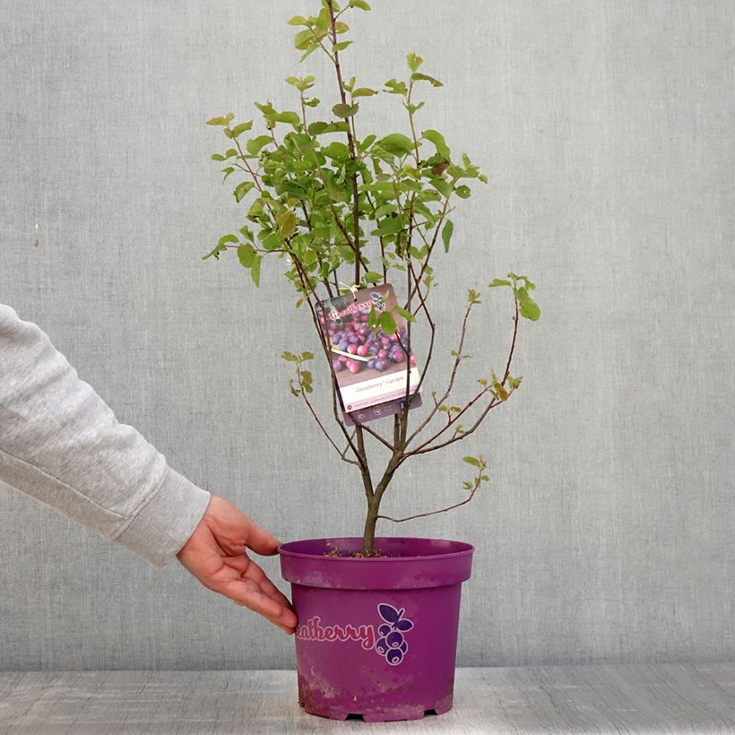 Amelanchier alnifolia Greatberry Garden 3L/4L pot, Clump sample as delivered in spring