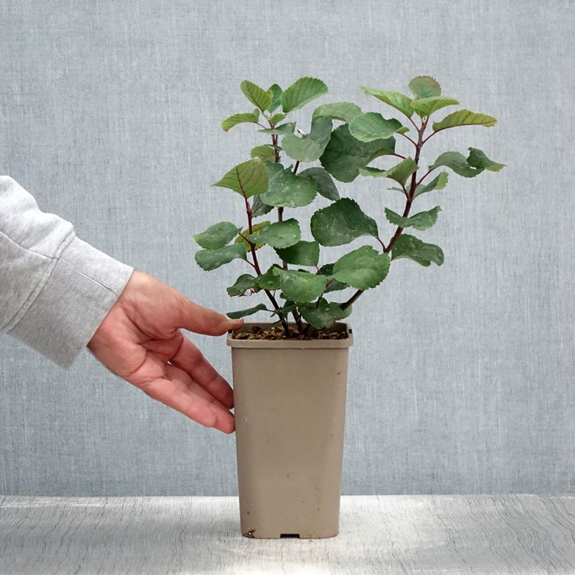 Amelanchier alnifolia Martin 1.5L/2L pot, Clump sample as delivered in summer