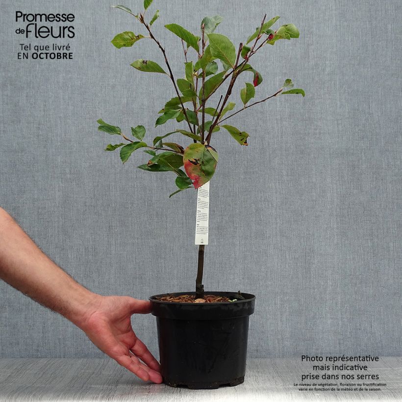 Amelanchier laevis Ballerina 3L/4L pot sample as delivered in autumn