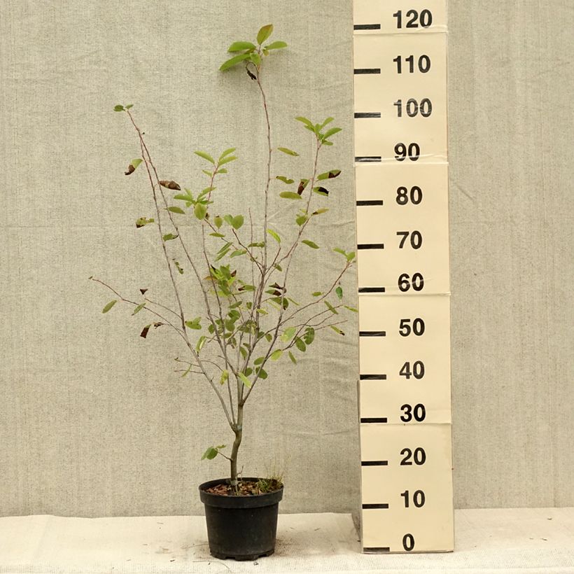 Amelanchier laevis Ballerina 3L/4L pot sample as delivered in summer