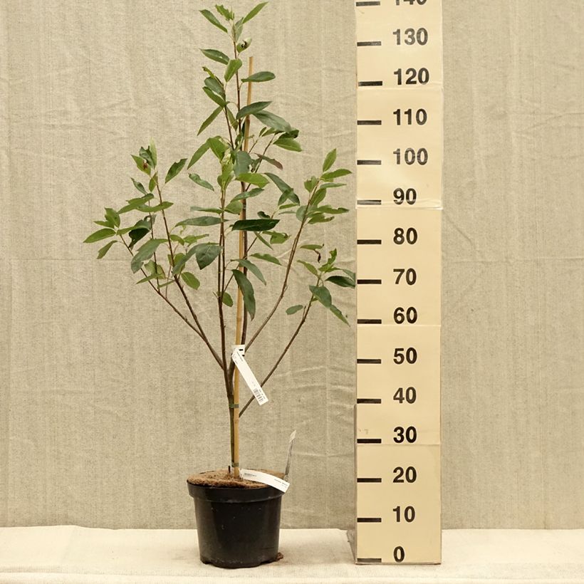 Amelanchier laevis Ballerina 7.5L/10L pot sample as delivered in autumn