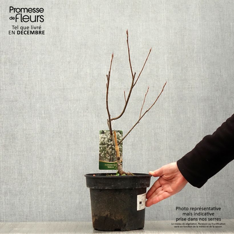 Amelanchier laevis Ballerina 7.5L/10L pot sample as delivered in winter