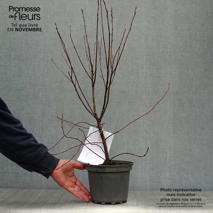Amelanchier canadensis 2L/3L pot sample as delivered in autumn