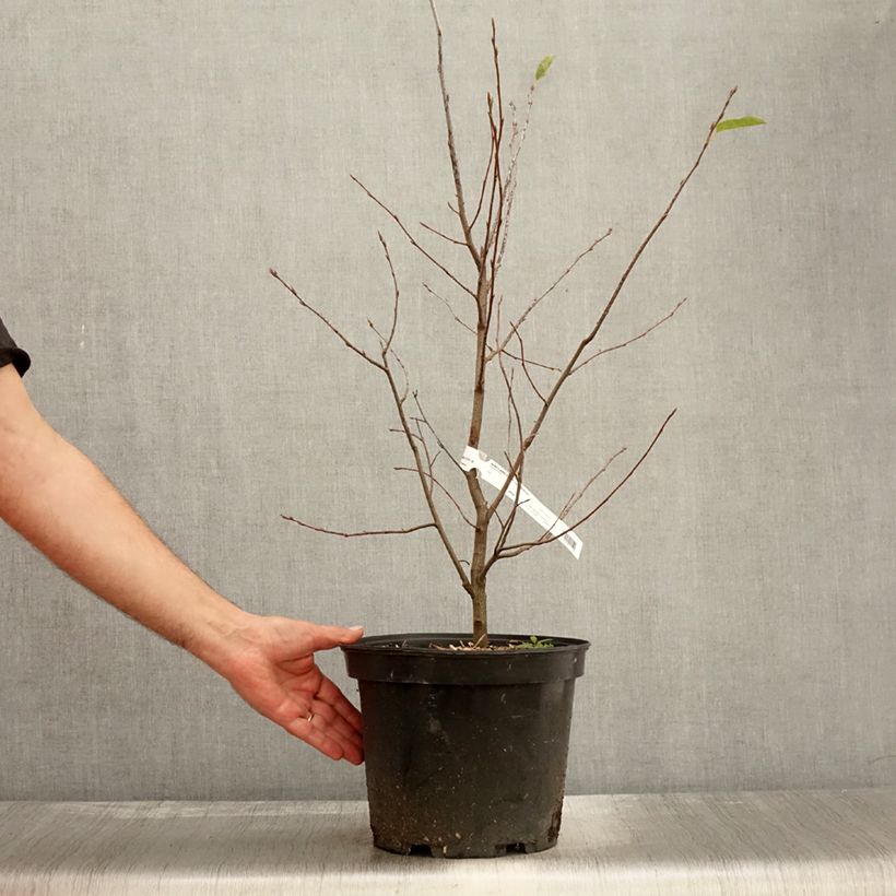 Amelanchier canadensis 7.5L/10L pot sample as delivered in autumn