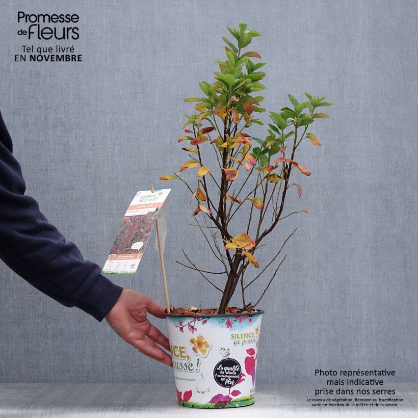 Amelanchier canadensis October Flame 4L/5L pot sample as delivered in autumn