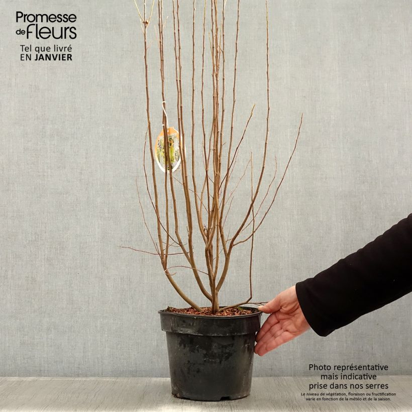 Amelanchier canadensis Rainbow Pillar 4L/5L pot sample as delivered in winter