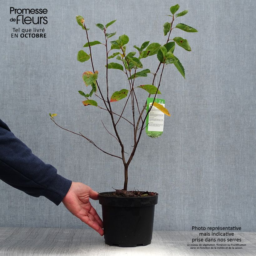Amelanchier lamarckii 3L/4L pot sample as delivered in autumn