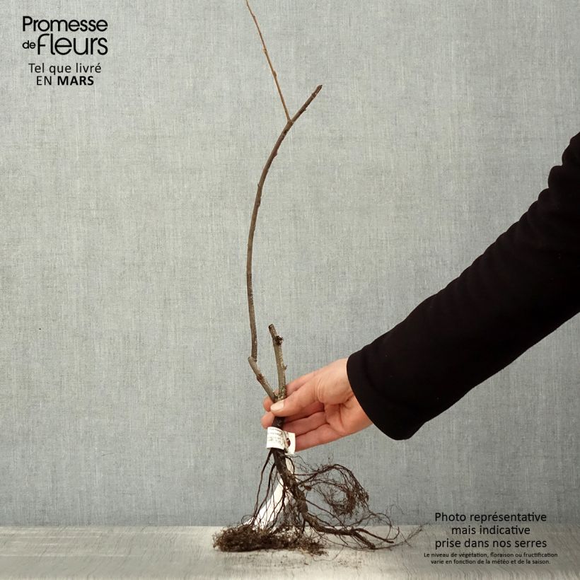 Amelanchier lamarckii Bare root sample as delivered in spring