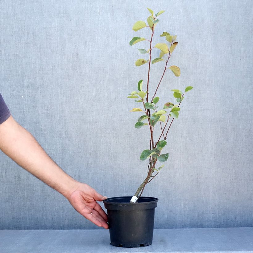 Amelanchier alnifolia Smoky 2L/3L pot sample as delivered in summer