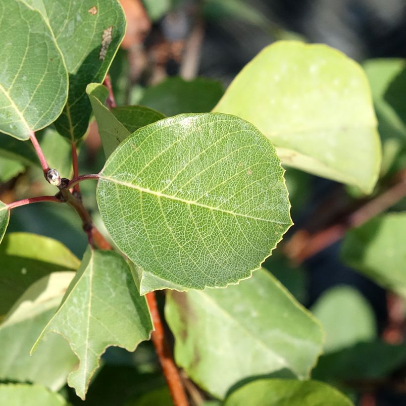 Amelanchier alnifolia Smoky (Foliage)