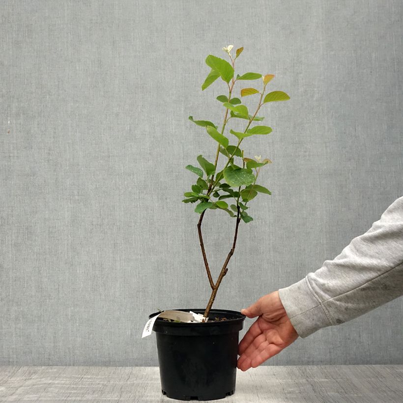 Amelanchier alnifolia Thiessen 2L/3L pot sample as delivered in spring