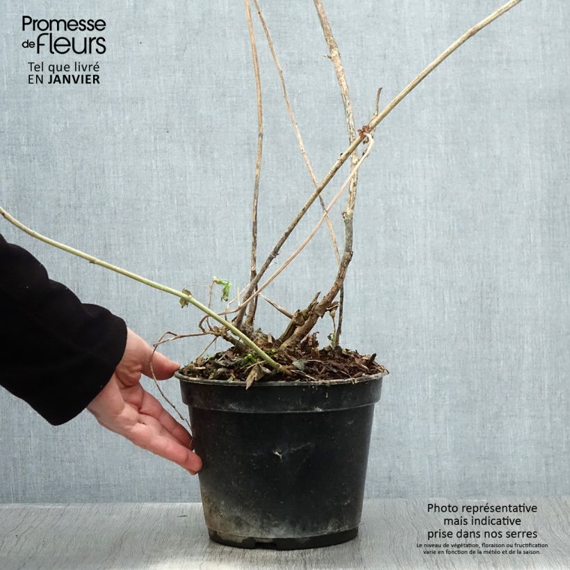 Amicia zygomeris 4L/5L pot sample as delivered in winter