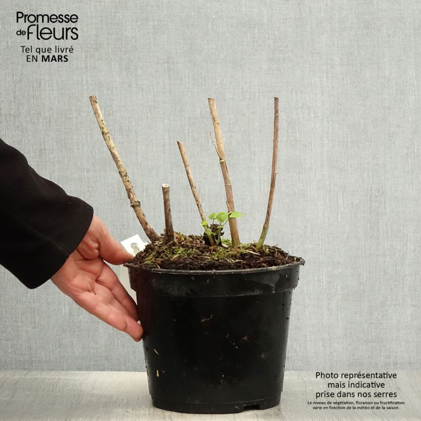 Amicia zygomeris 4L/5L pot sample as delivered in spring