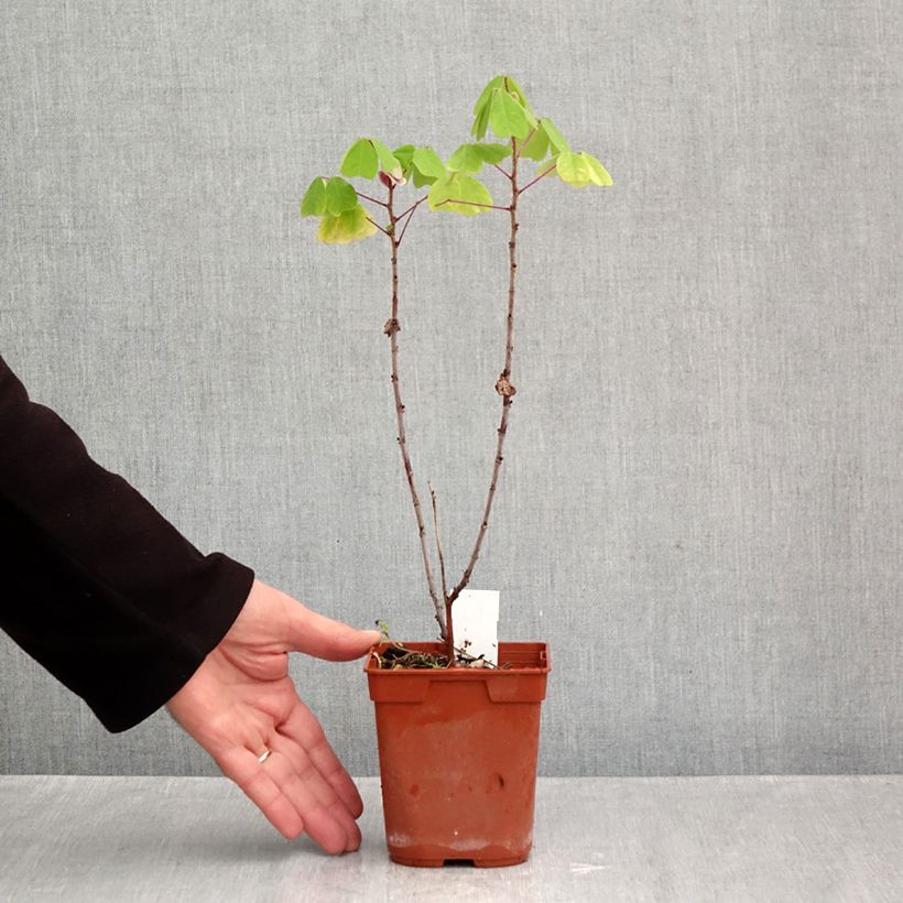 Amicia zygomeris 1L/1.5L pot sample as delivered in autumn