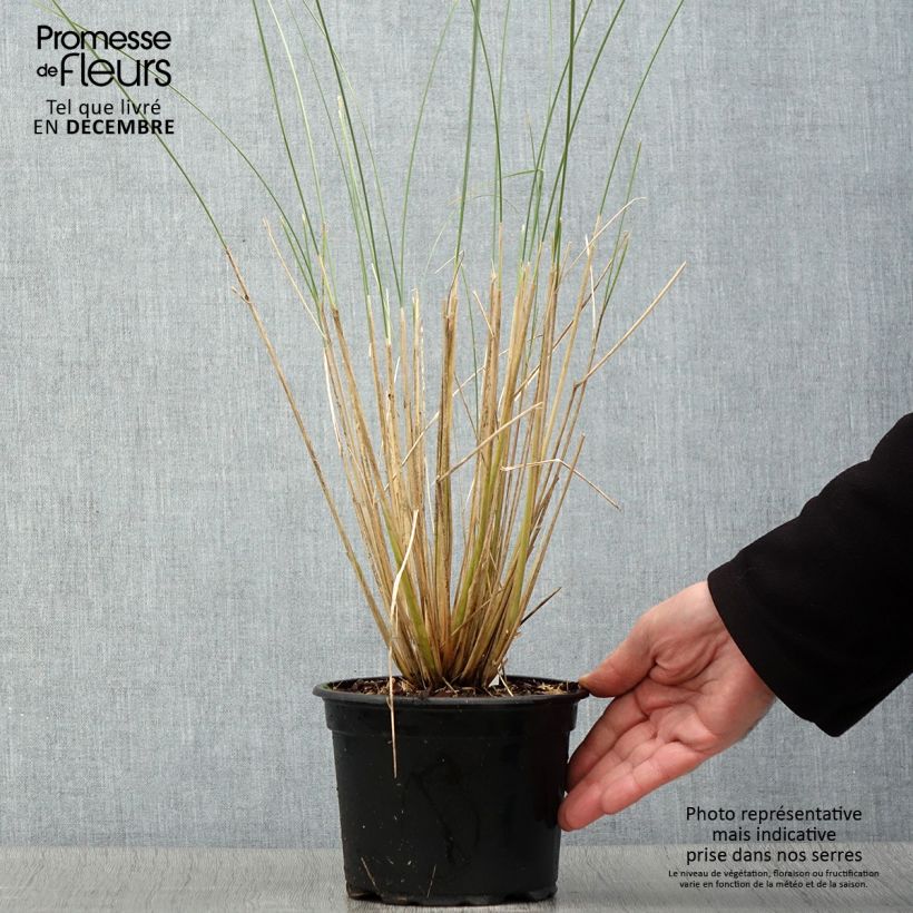 Ammophila arenaria 2L/3L pot sample as delivered in autumn