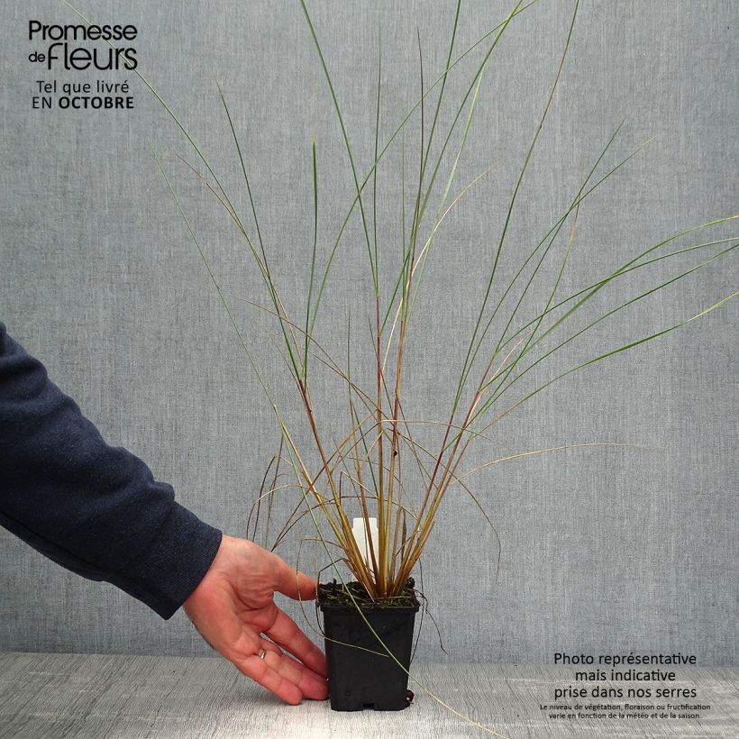 Ammophila arenaria 8/9 cm pot sample as delivered in autumn
