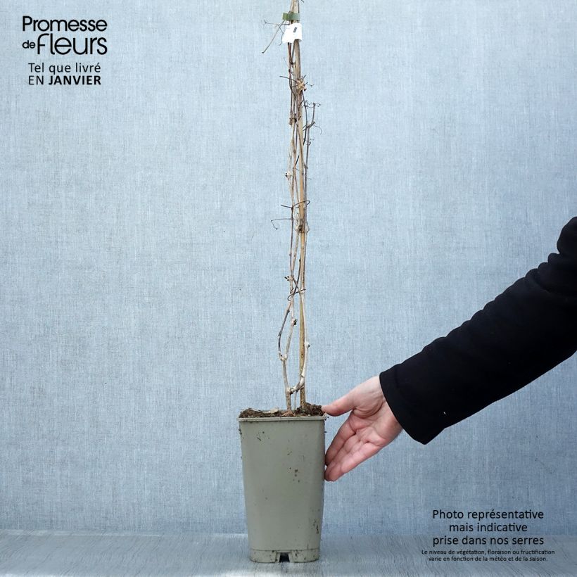 Ampelopsis aconitifolia  2L/3L pot sample as delivered in winter