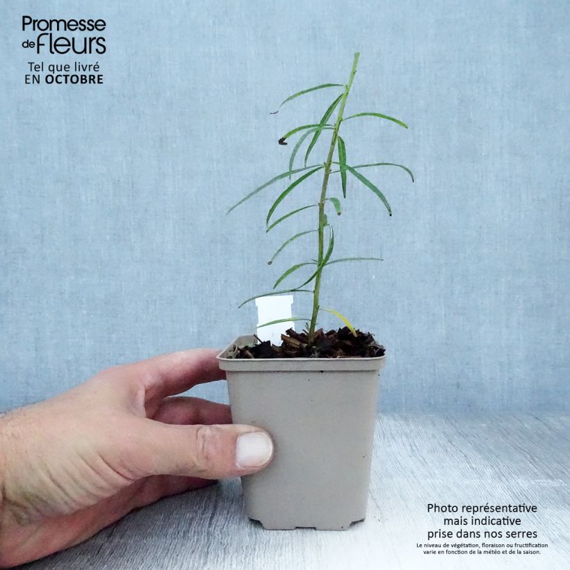 Amsonia ciliata 8/9 cm pot sample as delivered in autumn