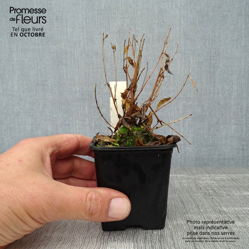 Amsonia Blue Ice 8/9 cm pot sample as delivered in autumn