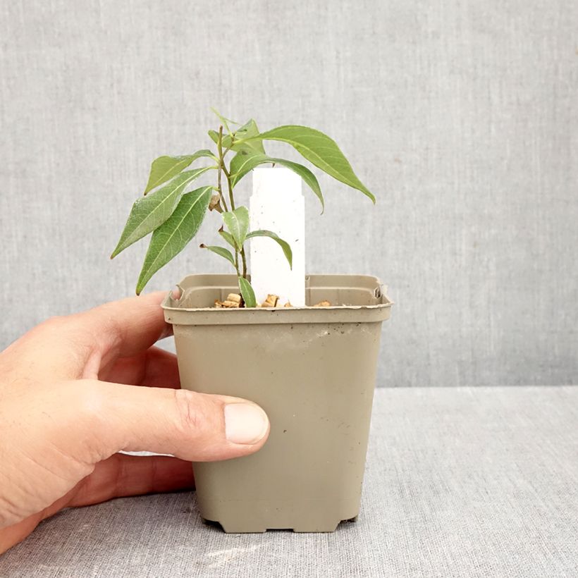 Amsonia tabernaemontana Storm Cloud 8/9 cm pot sample as delivered in autumn