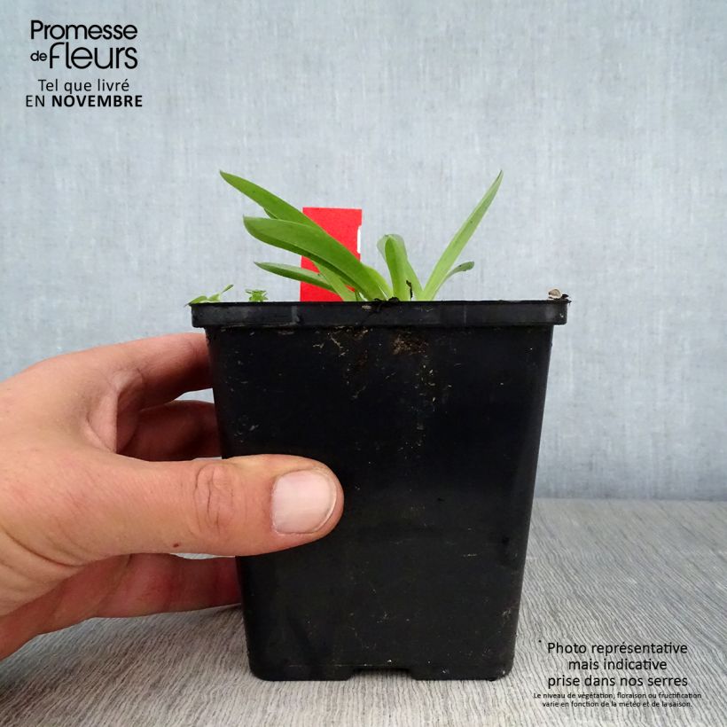 Anacamptis sancta 1.5L/2L pot sample as delivered in autumn