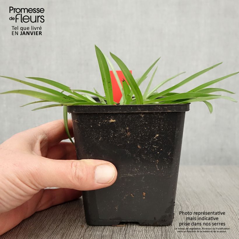 Anacamptis sancta 1.5L/2L pot sample as delivered in winter