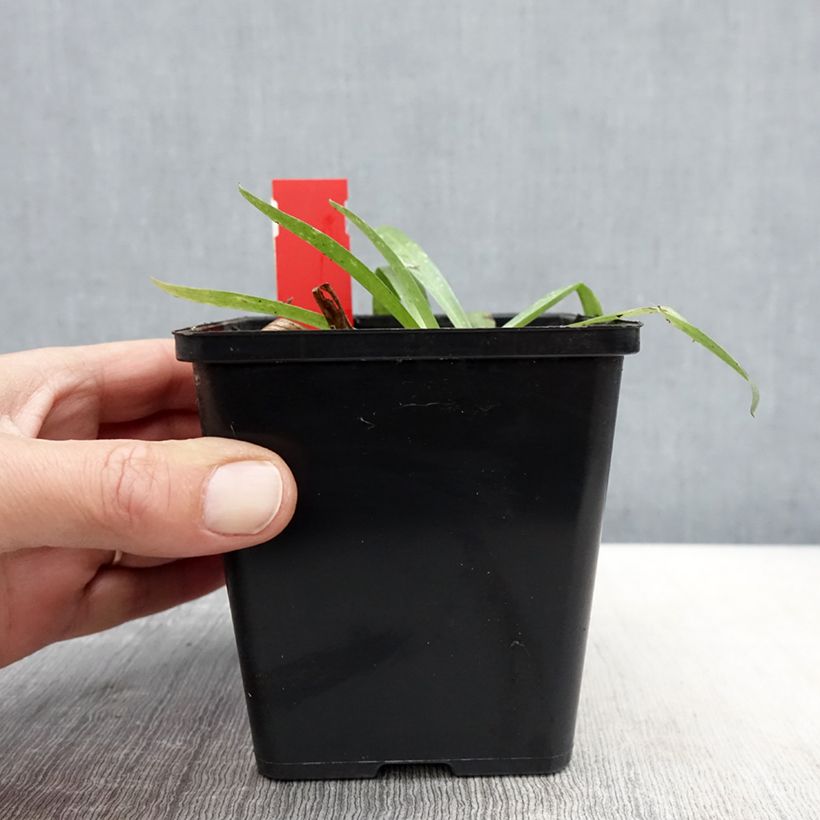 Anacamptis sancta 1.5L/2L pot sample as delivered in spring