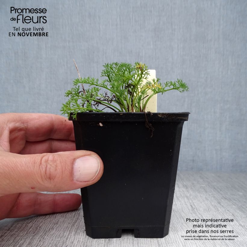 Anacyclus pyrethrum var. depressus 8/9 cm pot sample as delivered in autumn