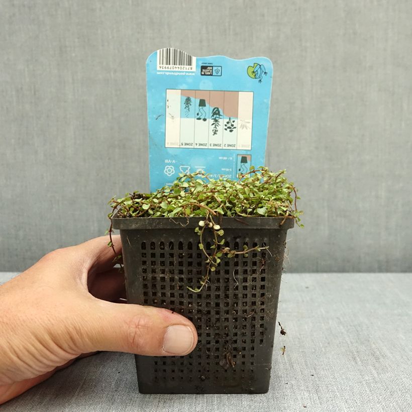 Anagallis tenella - Bog Pimpernel 1L/1.5L pot sample as delivered in summer