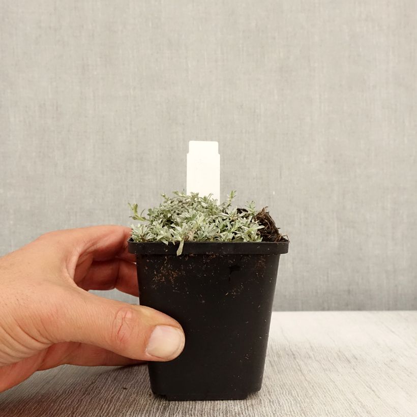 Anaphalis alpicola 8/9 cm pot sample as delivered in autumn