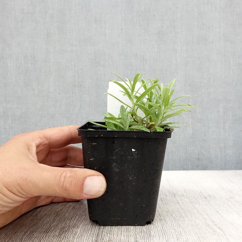 Anaphalis margaritacea Neuschnee 8/9 cm pot sample as delivered in autumn