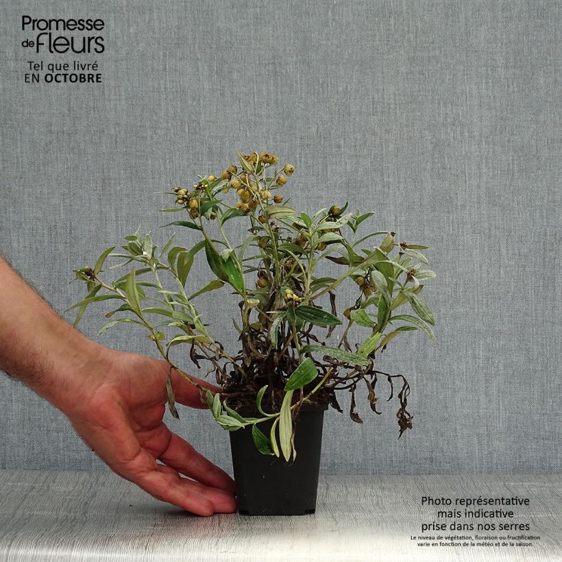 Anaphalis triplinervis Sommerschnee 8/9 cm pot sample as delivered in autumn