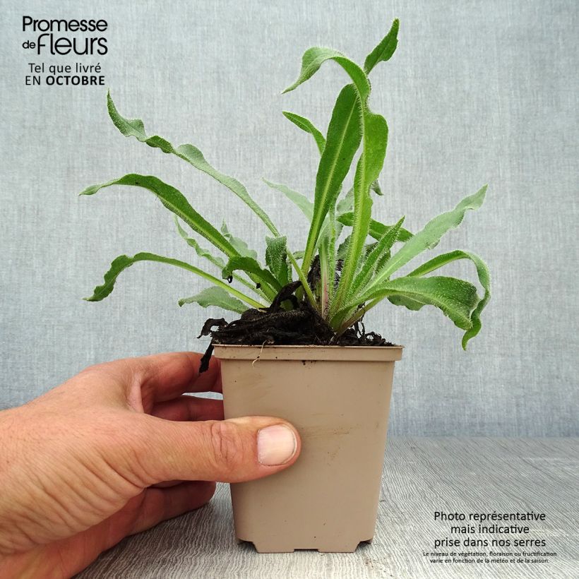 Anchusa azurea Dropmore 8/9 cm pot sample as delivered in autumn