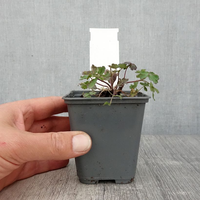 Aquilegia Rose Queen - Columbine 8/9 cm pot sample as delivered in spring